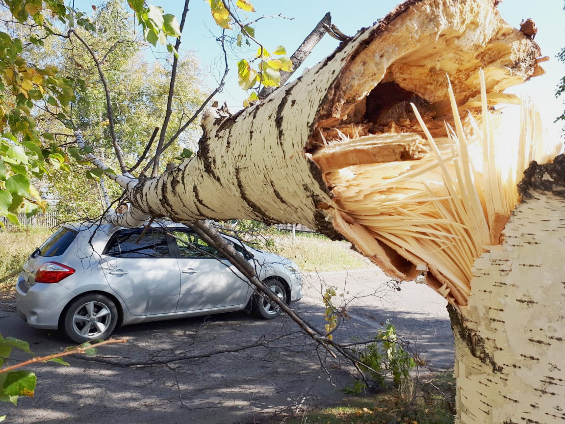 Упало дерево на машину: что делать и куда обращаться